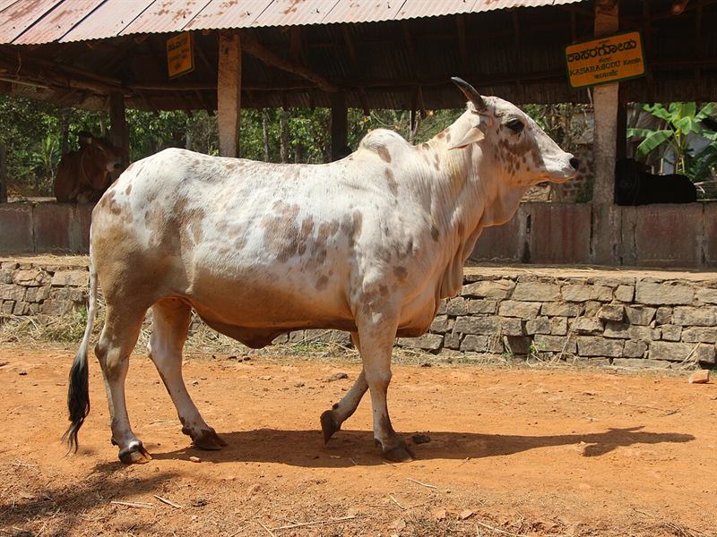 A white Rathi cow, a Rajasthani cattle breed, standing on red earth